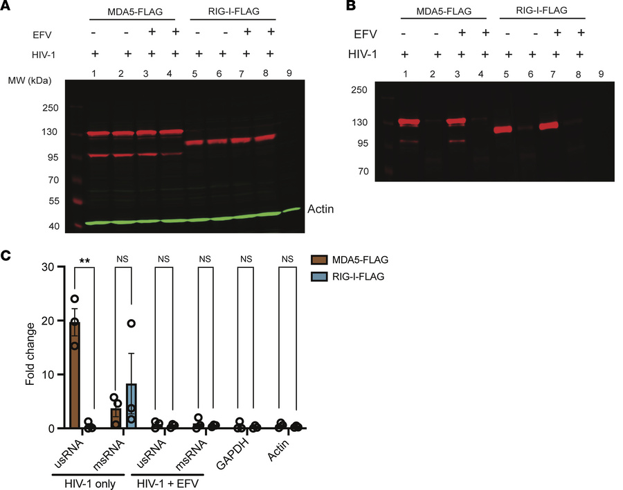 MDA5 recognizes unspliced HIV-1 RNA in the cytoplasm.
HEK293T cells were...