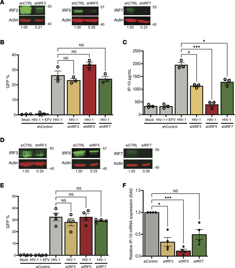 IRF5 is necessary for HIV-1 icRNA-induced IP-10 expression in macrophage...
