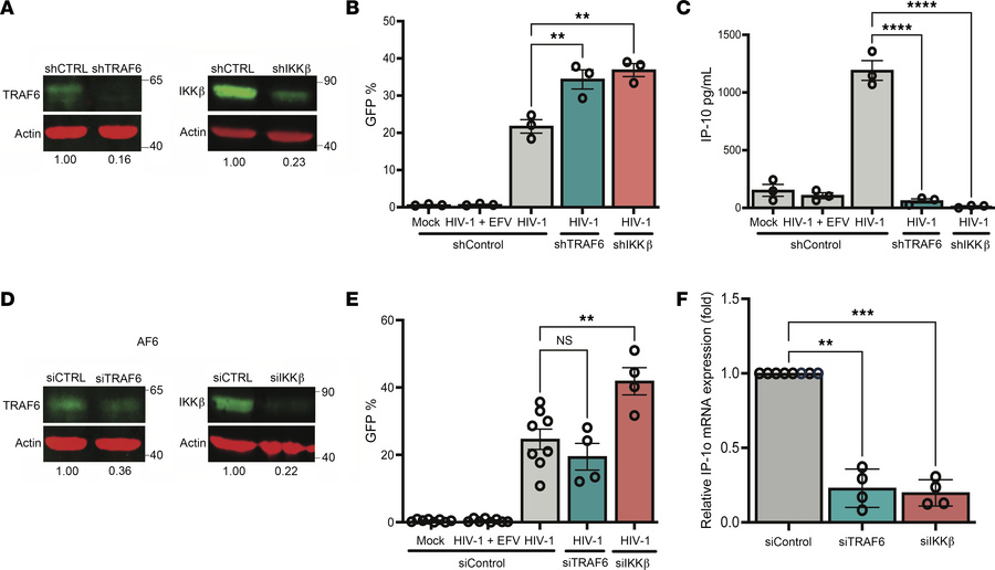 TRAF6 and IKK-β are required for HIV-1–induced IP-10 expression in macro...