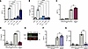 MAVS-mediated sensing of cytoplasmic icRNA triggers an innate immune respon