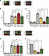 IRF5 is necessary for HIV-1 icRNA-induced IP-10 expression in macrophages.