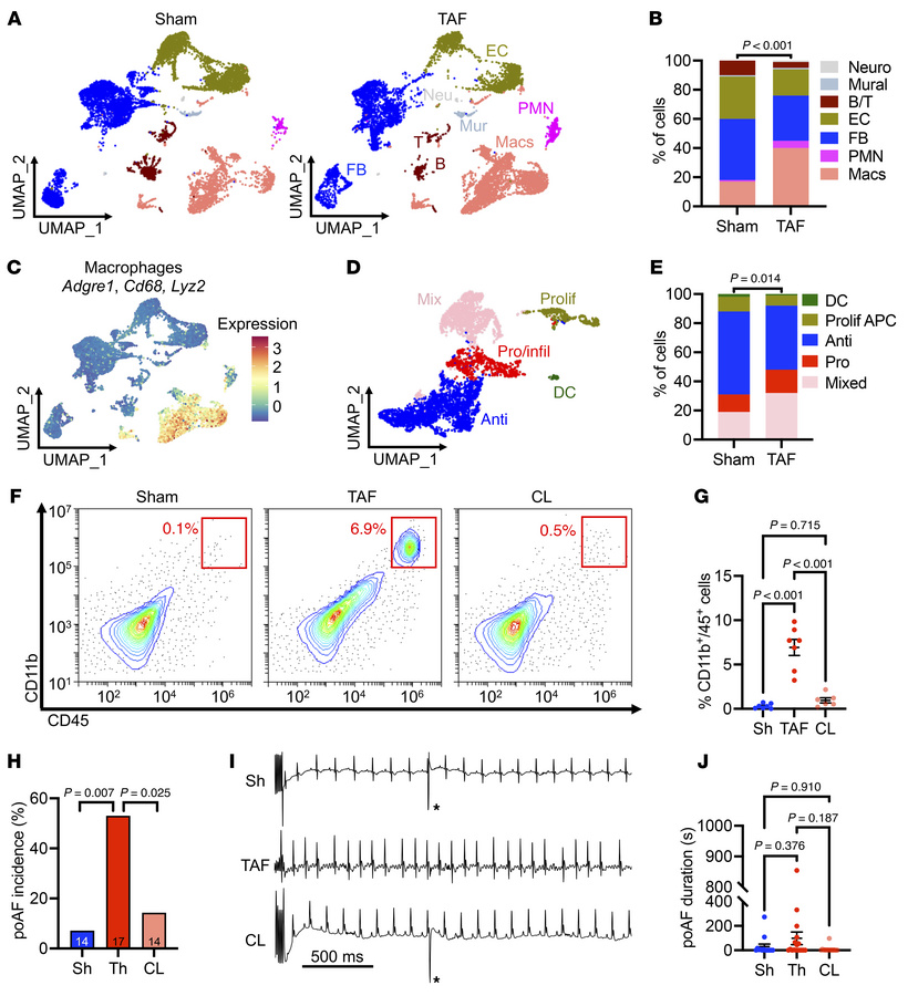 Single-cell landscape of poAF.
(A) UMAP plots and (B) cell distributions...