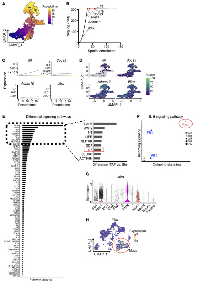 Macrophages promote poAF through IL-6 signaling.
(A) Monocle 3 pseudotim...