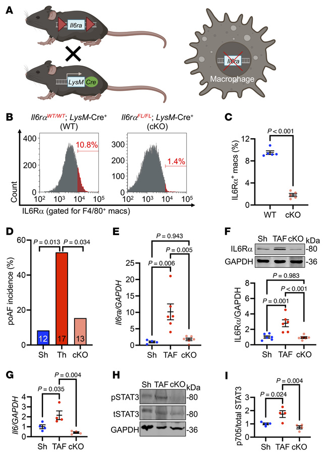 Loss of IL-6Rα from macrophages is sufficient to rescue poAF.
(A) Il6ra ...