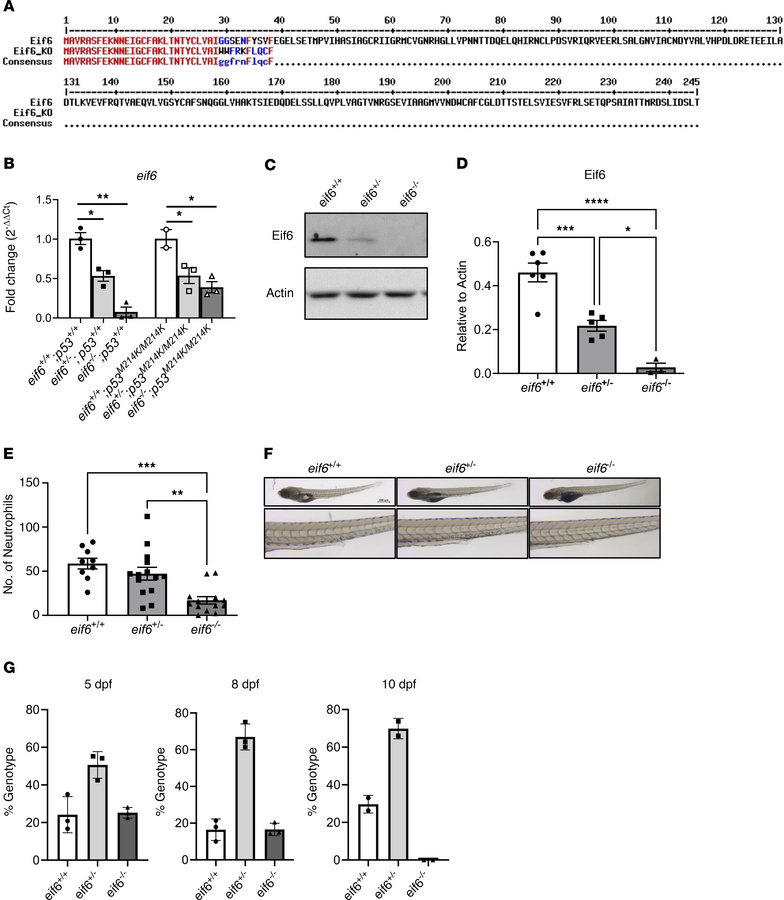 Eif6 is essential for zebrafish embryonic development.
(A) Amino acid al...