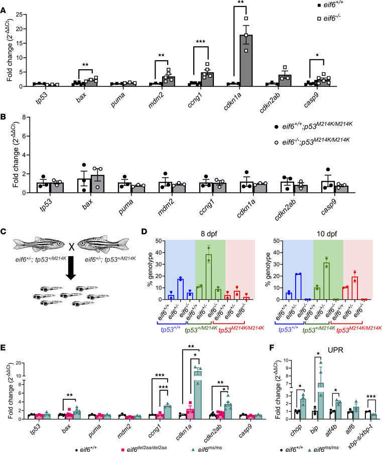 Tp53 pathway activation in eif6 mutants does not affect survival rates.
...
