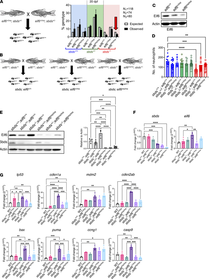 Correlation of Eif6 levels with tp53 activation in sbds-KO zebrafish.
(A...