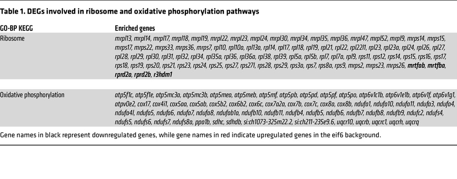 DEGs involved in ribosome and oxidative phosphorylation pathways