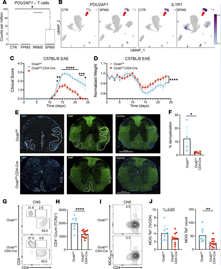 OCA-B loss protects animals from chronic EAE.
(A) CD4+ T cell nuclei fro...