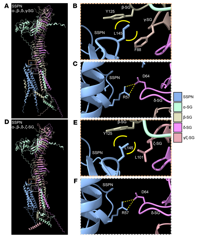 ζ-sarcoglycan replaces γ-sarcoglycan in predicted SSPN-SG structure.
Alp...