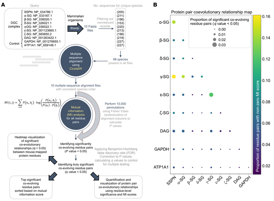 Coevolutionary analysis of protein pairs in the SG-SSPN complex and cont...