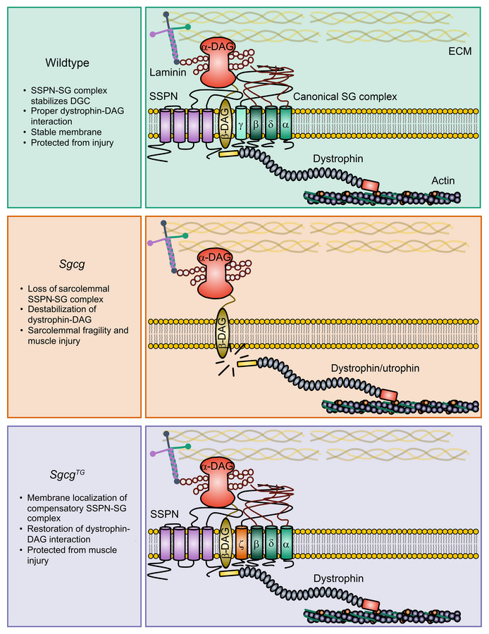 Rebuilding, rewiring and stabilization — how sarcospan prevents limb-gir...