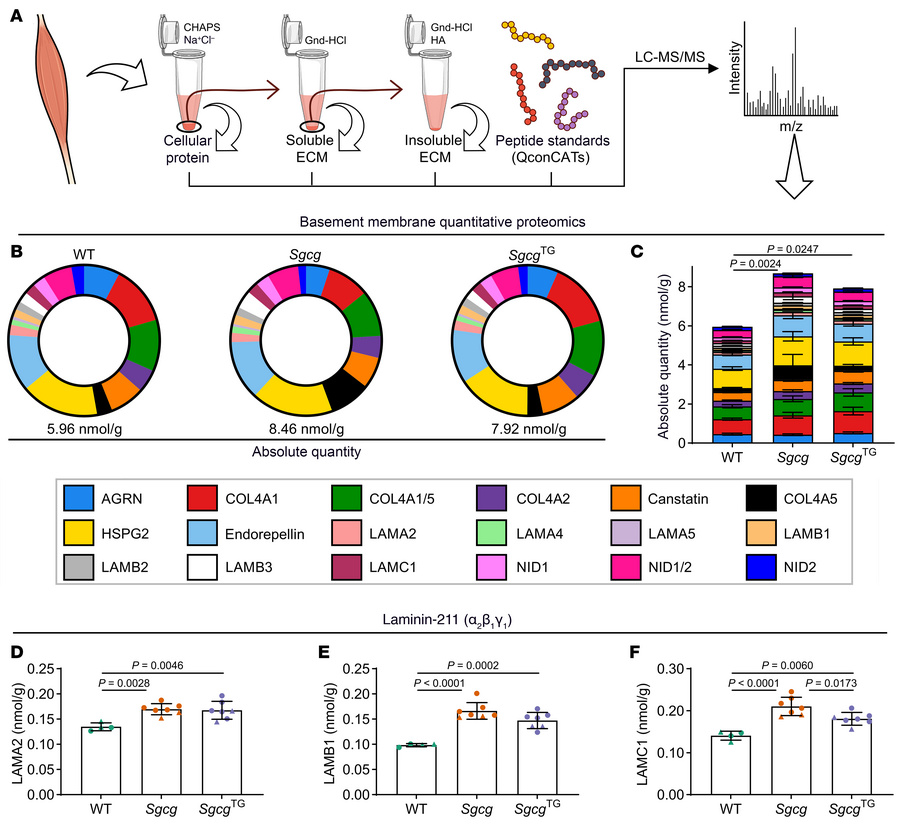 The basement membrane is expanded in Sgcg and SgcgTG muscle.
Proteomics ...