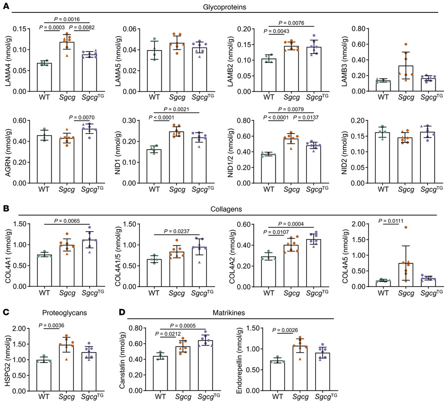 Distinct changes in basement membrane proteins in Sgcg and SgcgTG muscle...