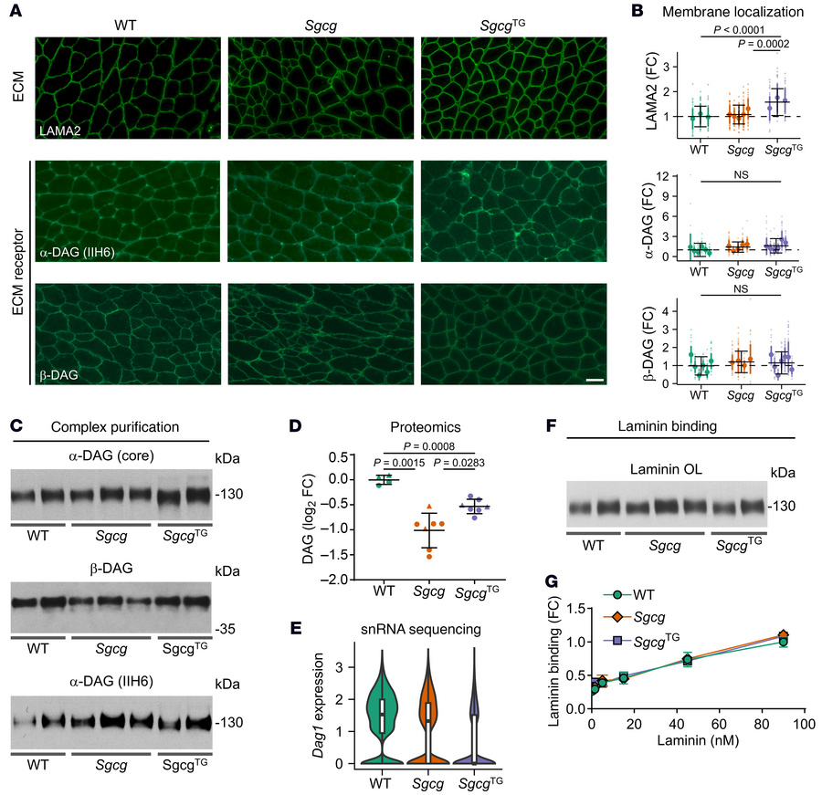 SSPN does not affect the presence of ECM receptors at the membrane or la...