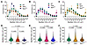 SSPN reduces fiber crosssectional area and fiber size variability.