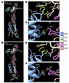 ζ-sarcoglycan replaces γ-sarcoglycan in predicted SSPN-SG structure.
