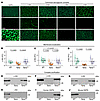 SSPN restores membrane expression protein interactions of α-, β- and δ-sarc
