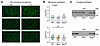SSPN stabilizes DGC complexes containing ζ-sarcoglycan.