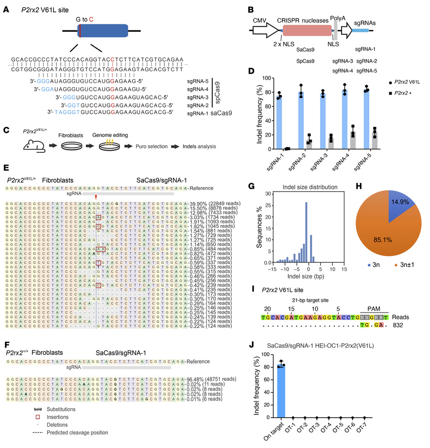 Allele-specific genome editing using SaCas9–sgRNA-1 in mouse P2rx2V61L/+...