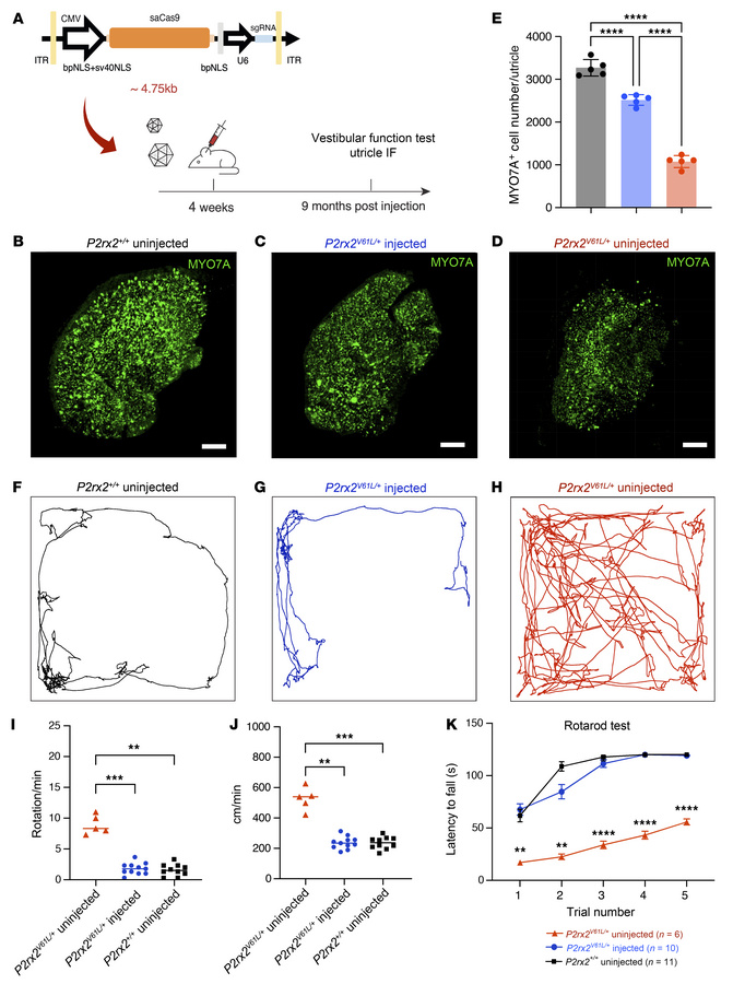 AAV2–SaCas9–sgRNA-1 adult injection rescues utricle HCs and vestibular f...