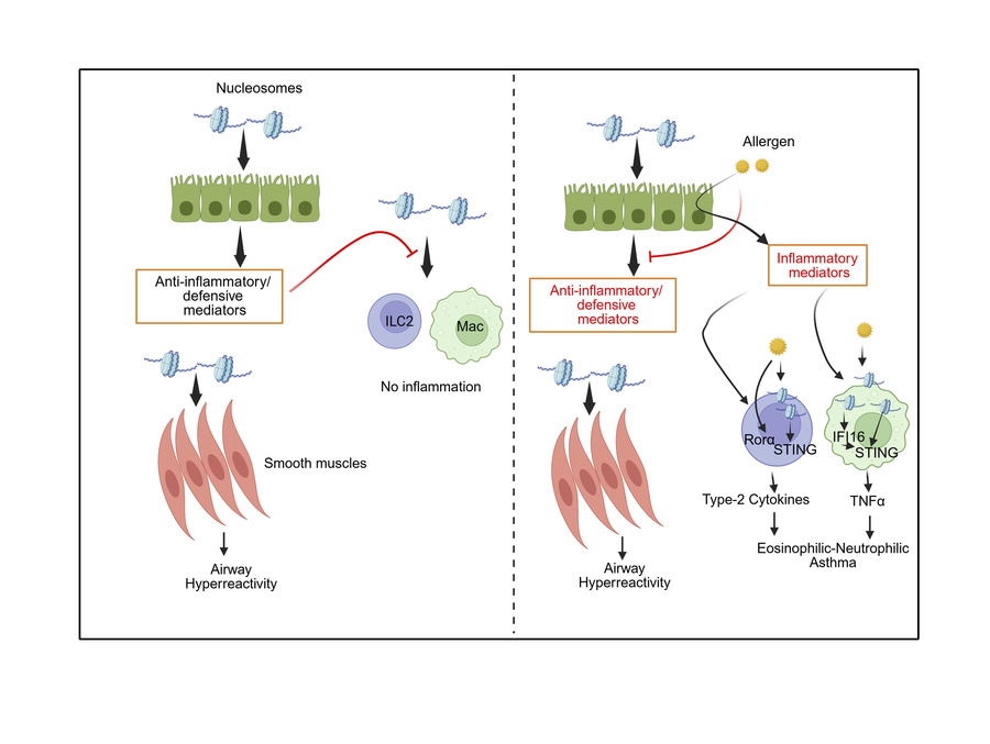 graphical abstract