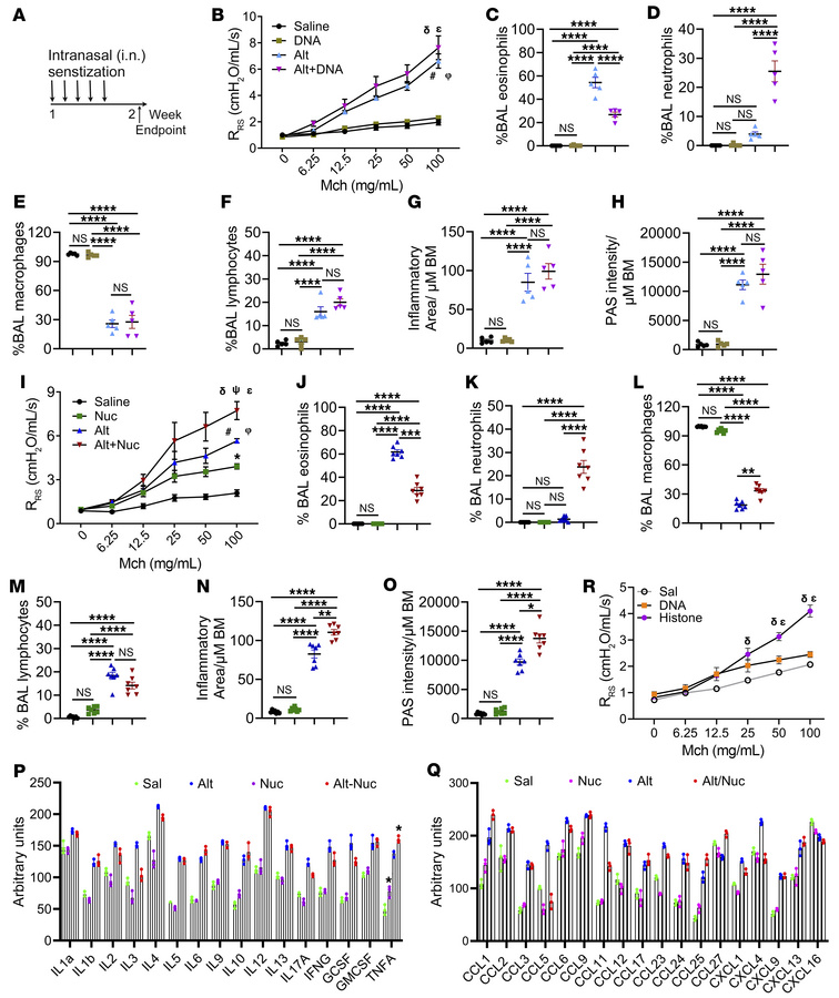 Effect of i.n. exposure to DNA, Nuc, and Alt (alone or in combination) o...