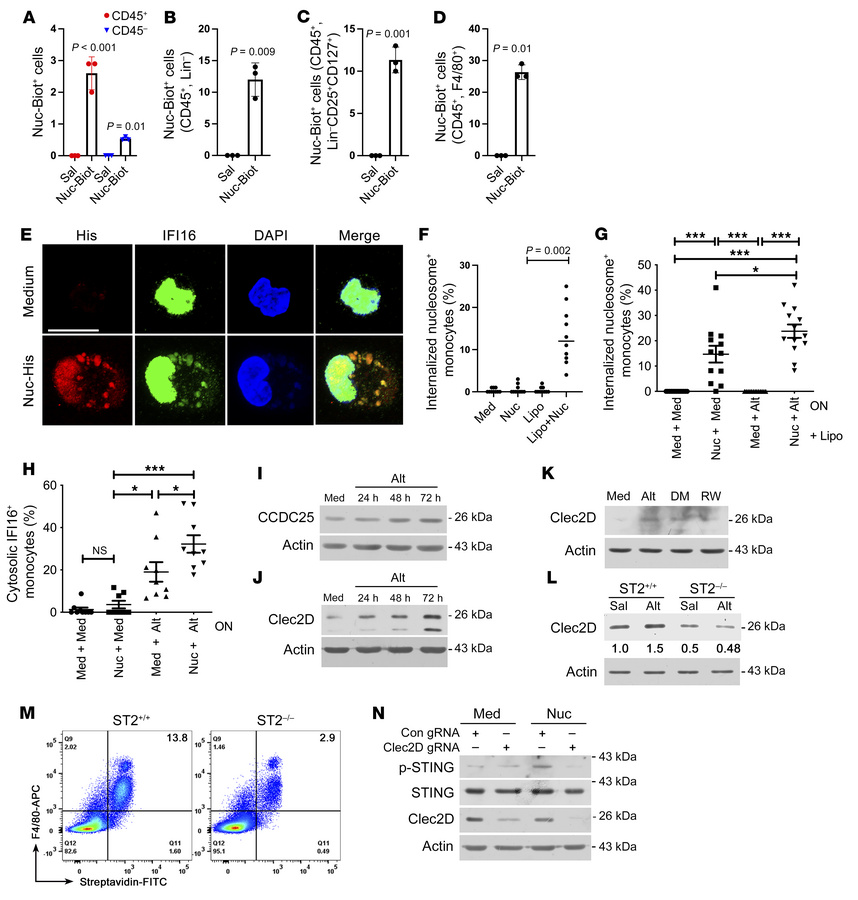 Nuc uptake.
(A–D) Labeled Nuc (Nuc-biotin/His; 10 μg/mouse) or Sal were ...