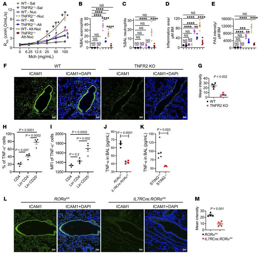 Role of TNF-α and TNFR2 in Alt-Nuc–induced asthma.
(A) AHR following Alt...
