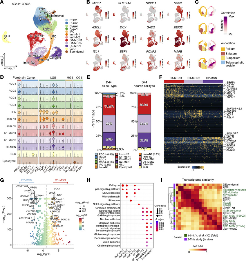 Specification and characterization of human LGE neural progenitor and MS...