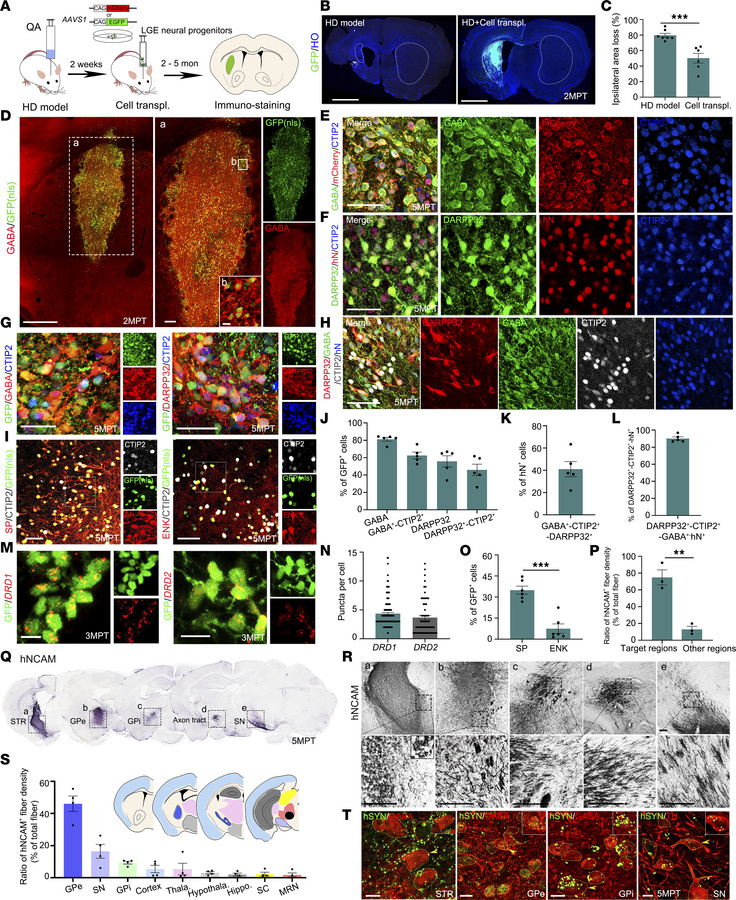 Neuron maturation and neural circuit reconstruction of grafted striatal ...