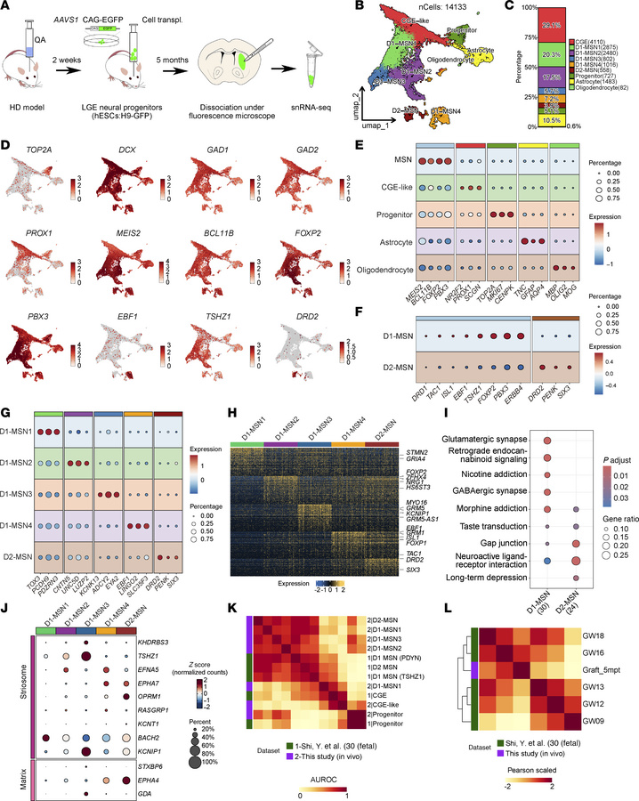 Characterization of human LGE progenitors and MSN subtypes after transpl...
