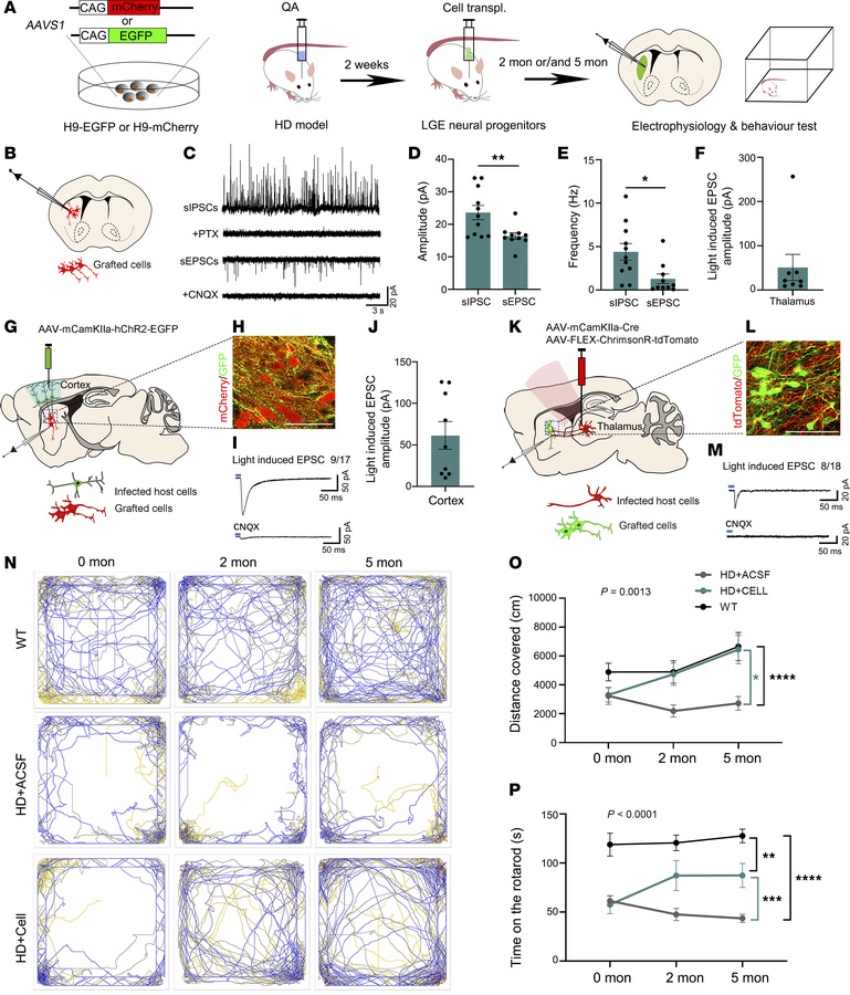 Grafted striatal neuron integrated into host neural circuit and alleviat...