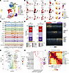 Specification and characterization of human LGE neural progenitor and MSN s