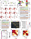 Characterization of human LGE progenitors and MSN subtypes after transplant