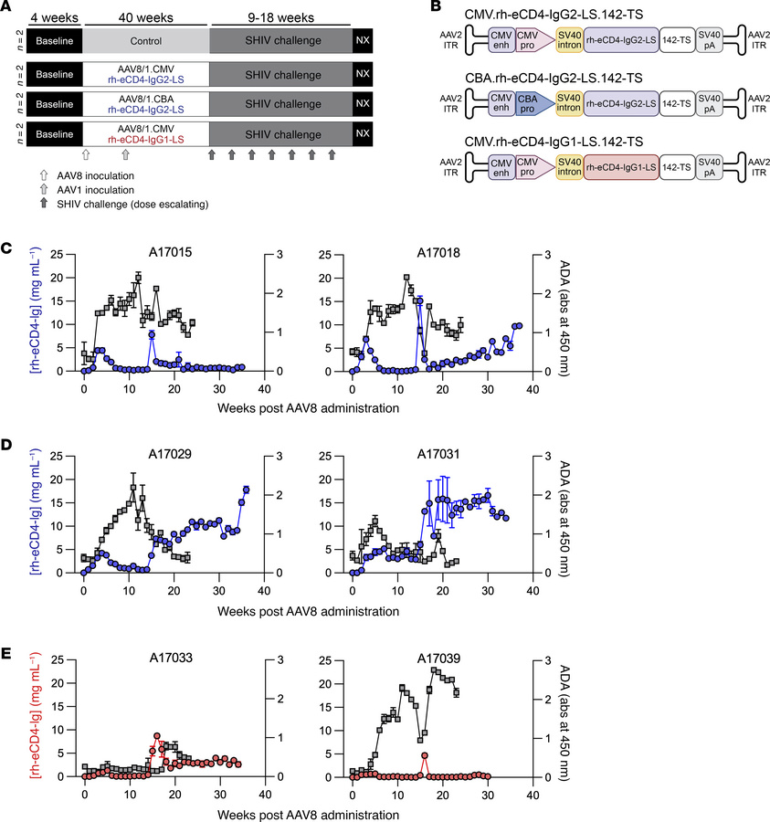 Optimized AAV-expressed rh-eCD4-Ig cassettes used in the NHP study.
(A) ...
