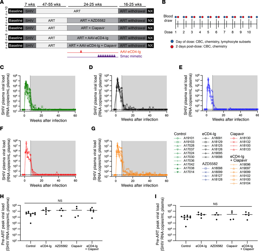 Study design and plasma viral load kinetics in ART-suppressed SHIV-infec...