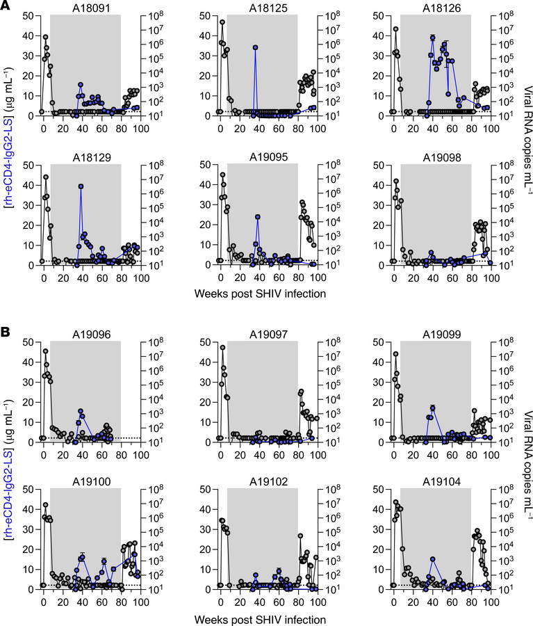 AAV9-delivered rh-eCD4-IgG2-LS concentrations in rhesus macaques with su...