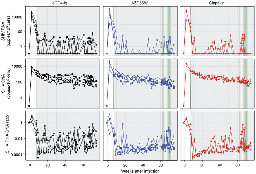 Cell-associated SHIV RNA and DNA levels in PBMCs of treated animals.
Fol...