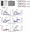 Optimized AAV-expressed rh-eCD4-Ig cassettes used in the NHP study.