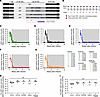 Study design and plasma viral load kinetics in ART-suppressed SHIV-infected