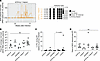 Impact of combined ciapavir and eCD4-Ig treatment on the viral reservoir.