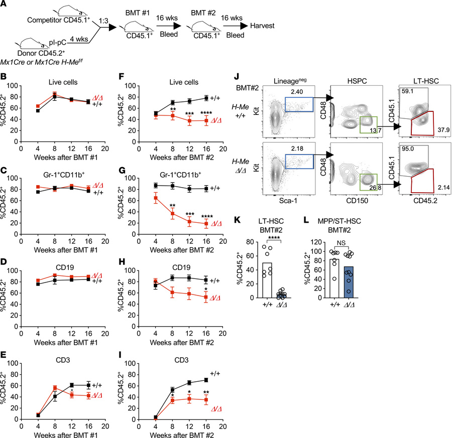The H-Me is important for long-term HSC self-renewal under stress condit...