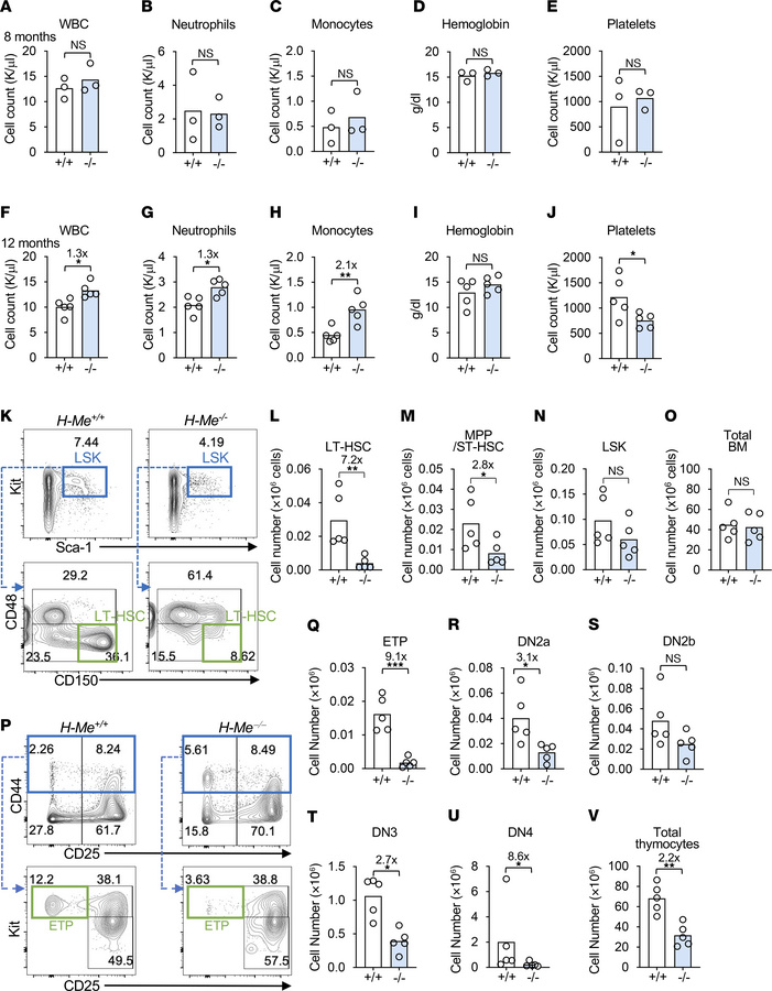 The H-Me limits myeloid expansion and HSC loss with aging.
(A–J) WBC cou...