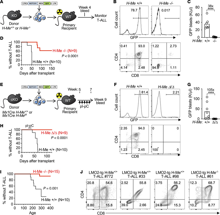 The H-Me is an essential regulatory element for T-ALL leukemogenesis in ...