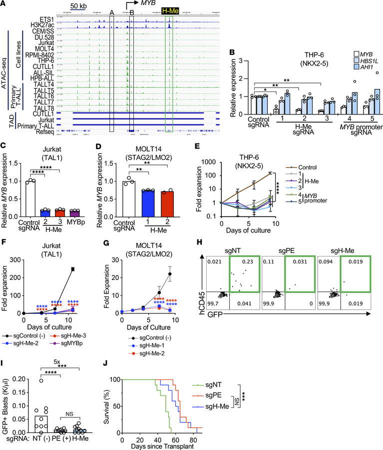 The H-Me is important in diverse models of human T-ALL maintenance.
(A) ...