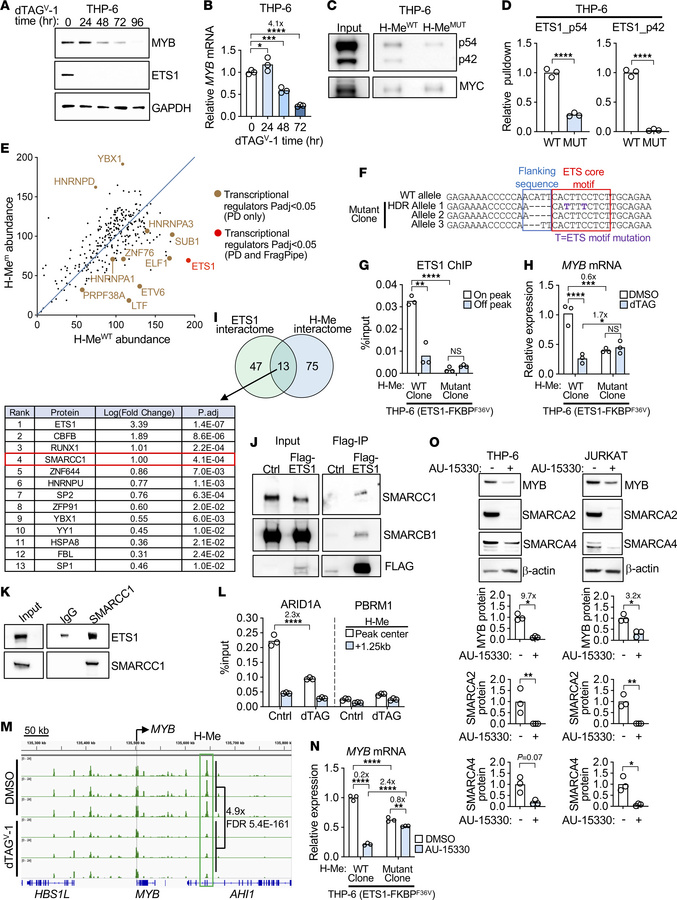 ETS1 recruits cBAF through the ETS motif in the H-Me to activate MYB exp...