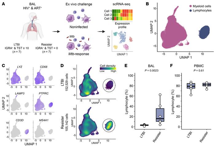 Resisters have higher lymphocyte proportions in cells obtained by BAL co...