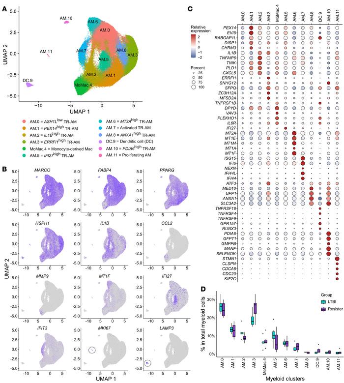 Annotation of myeloid cell subpopulations in BAL.
(A) UMAP of the myeloi...