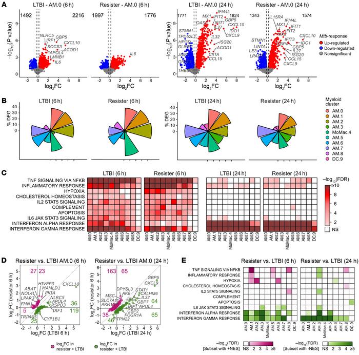 AM and DC responses to ex vivo infection with Mtb in resister and LTBI c...